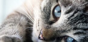 Bonding with your cat: Tips and tricks for building a stronger relationship