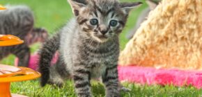 Kitten Play and Creativity: How Playtime Can Inspire and Enhance the Kitten’s Imagination