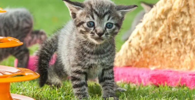 Kitten Play and Creativity: How Playtime Can Inspire and Enhance the Kitten’s Imagination