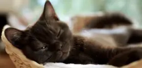 The Science Behind Why Cats Purr and What It Means