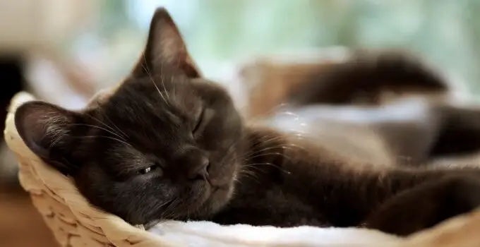 The Science Behind Why Cats Purr and What It Means