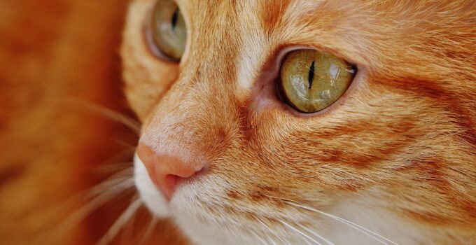 A Beginner’s Guide to Understanding Cat Behavior