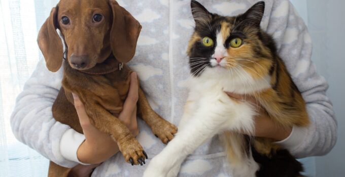 The Secret Life of Multi-Pet Households: 9 Surprising Benefits You Need to Know