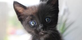 Black Kittens: The Adorable Cats That Will Steal Your Heart