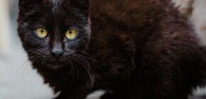 10 Benefits of Saving a Cat in Need: The Purrfect Reason to Adopt