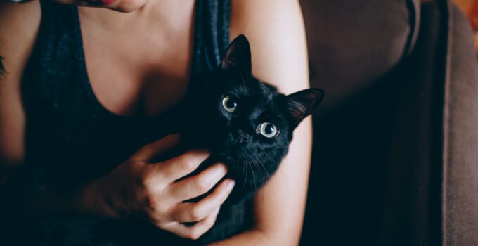 Why Cat People Are the Best People: 4 Surprising Advantages