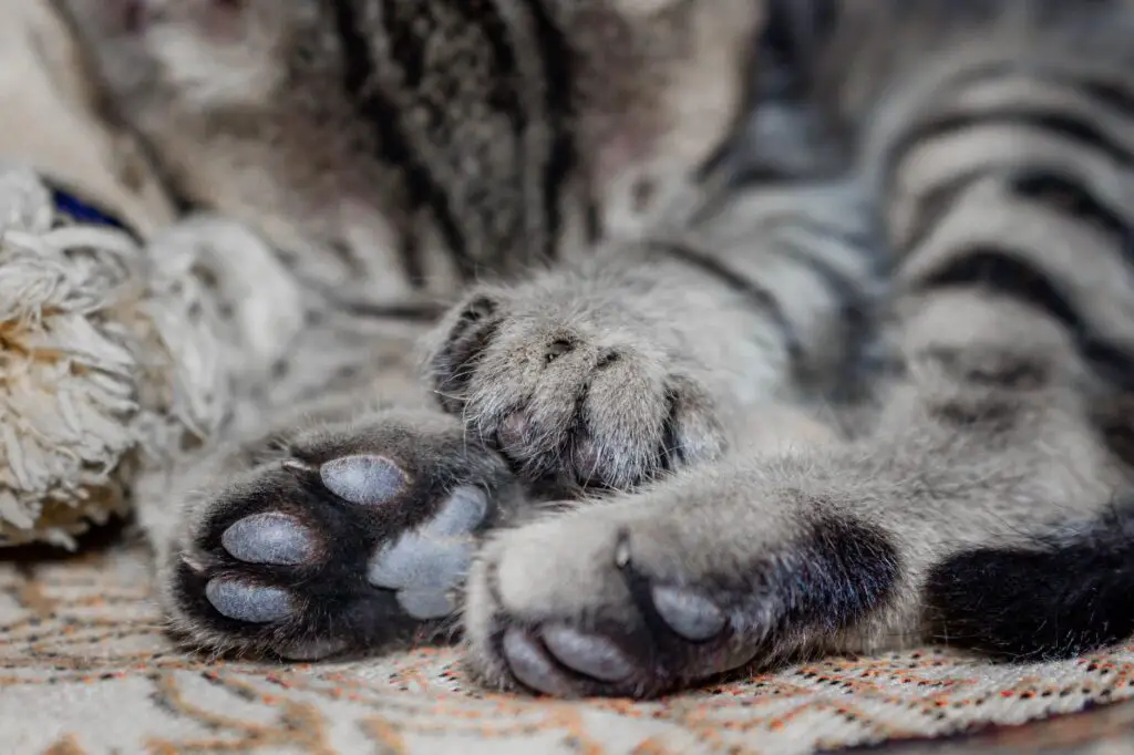 close up photo of cat s paws
