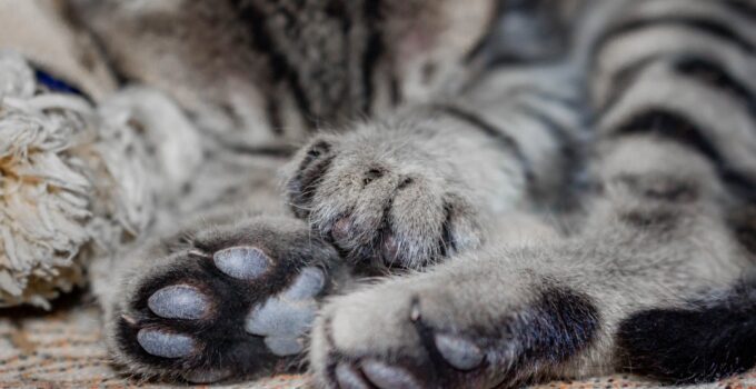 Why Cat Paw Pads are More Than Just Cushions: The Surprising Benefits You Need to Know