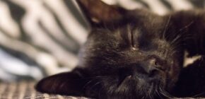 The Art of Cat Napping: How Your Feline Friend Masters the Perfect Sleep