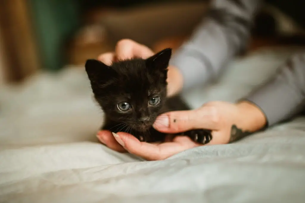 a person holding a kitten