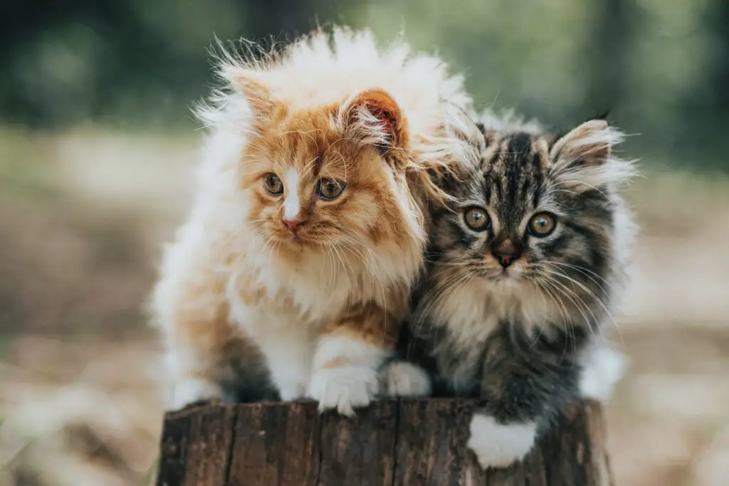 long haired kittens