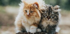 10 Irresistible Long-Haired Kitten Breeds
