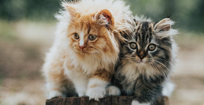 10 Irresistible Long-Haired Kitten Breeds