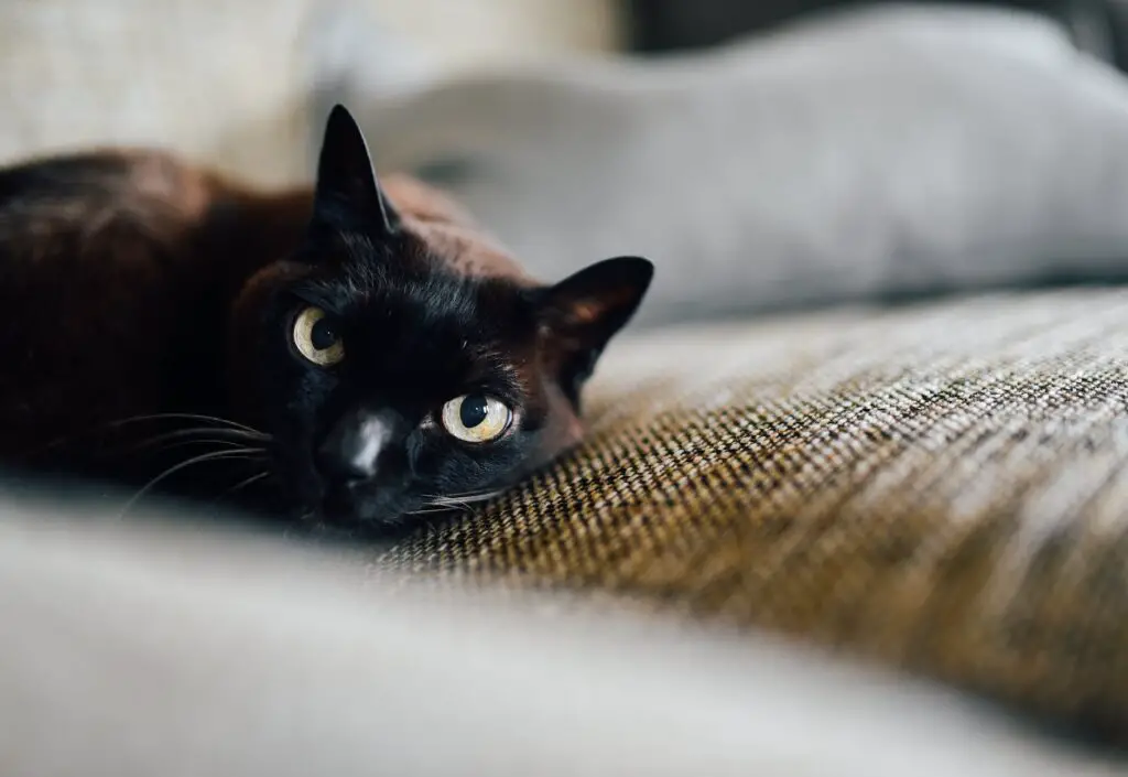 black cat cat cat eyes couch