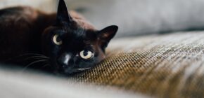 The Top 10 Most Popular Names for Black Cats