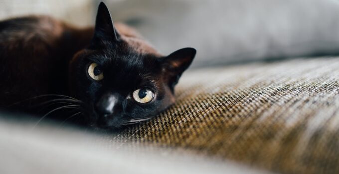 The Top 10 Most Popular Names for Black Cats