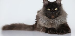 The Lush Life: Discovering the Beauty of Long-Haired Cats
