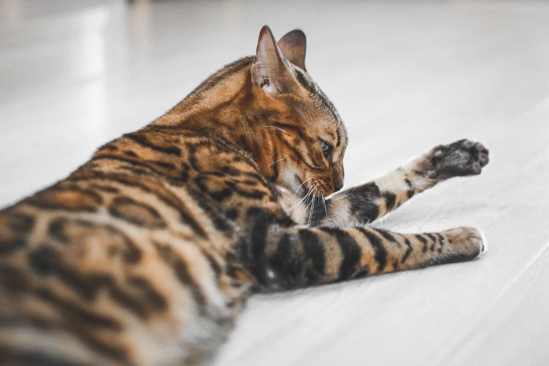 a bengal cat on the floor
