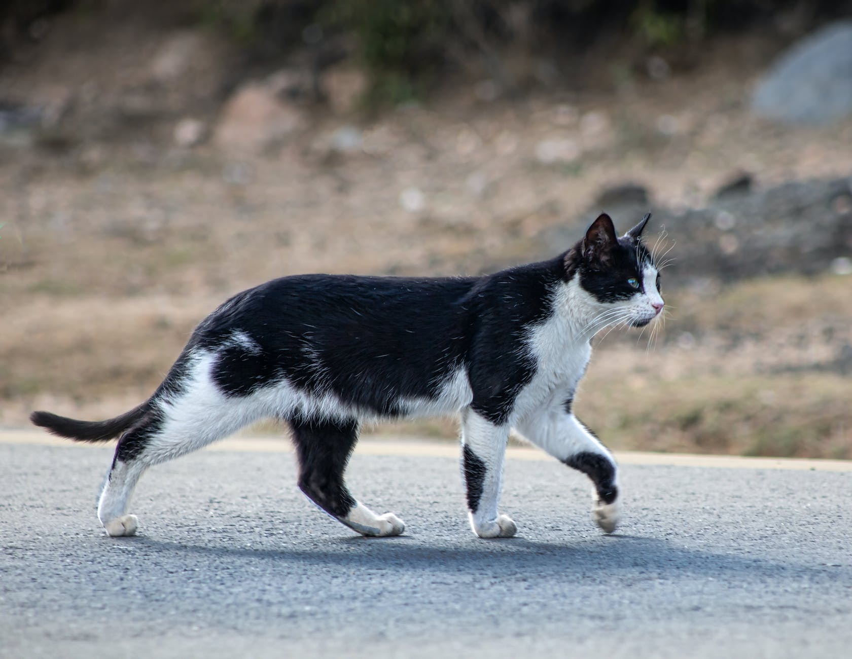 black and white cat crossing the road