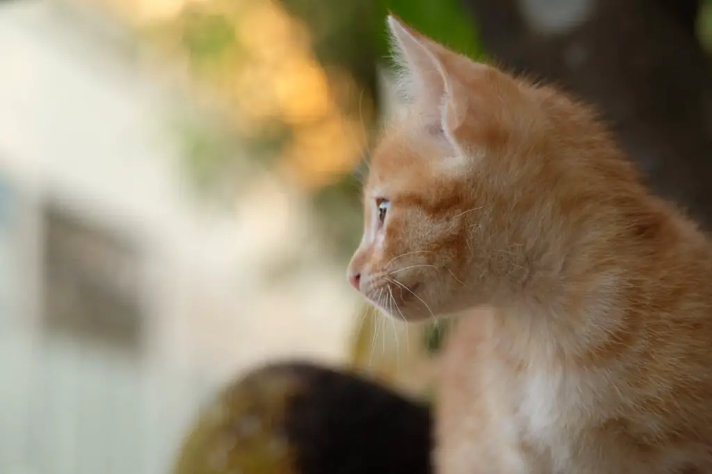 side view of a ginger kitten