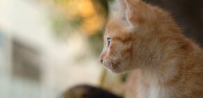 A Short Story About a Kitten Called Rusty