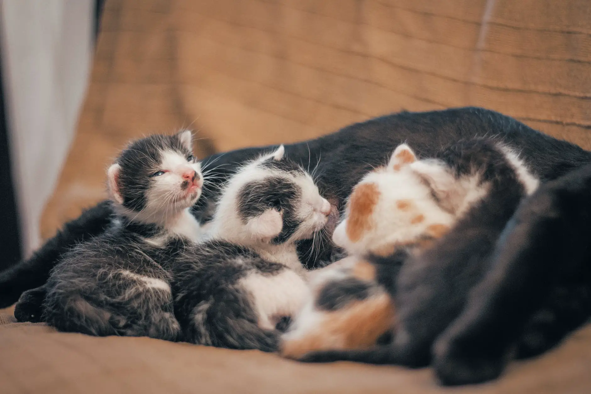 three newborn kittens