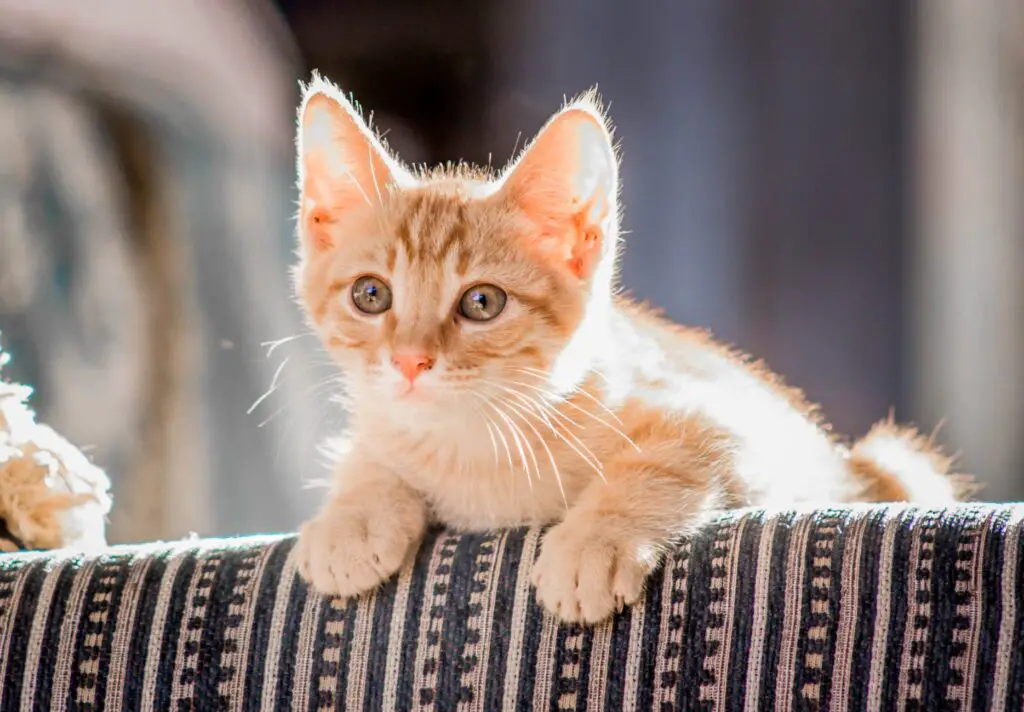 close up photo of orange tabby cat