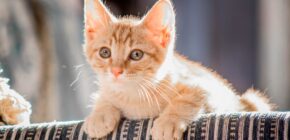 Why We Love Our Cats: The Surprising Role of Attachment Theory