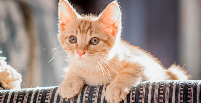 Why We Love Our Cats: The Surprising Role of Attachment Theory