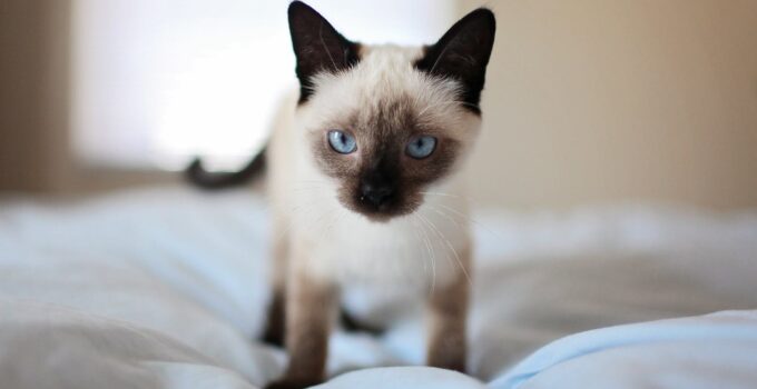 7 of the Cutest Cat Breeds that will melt Your Heart