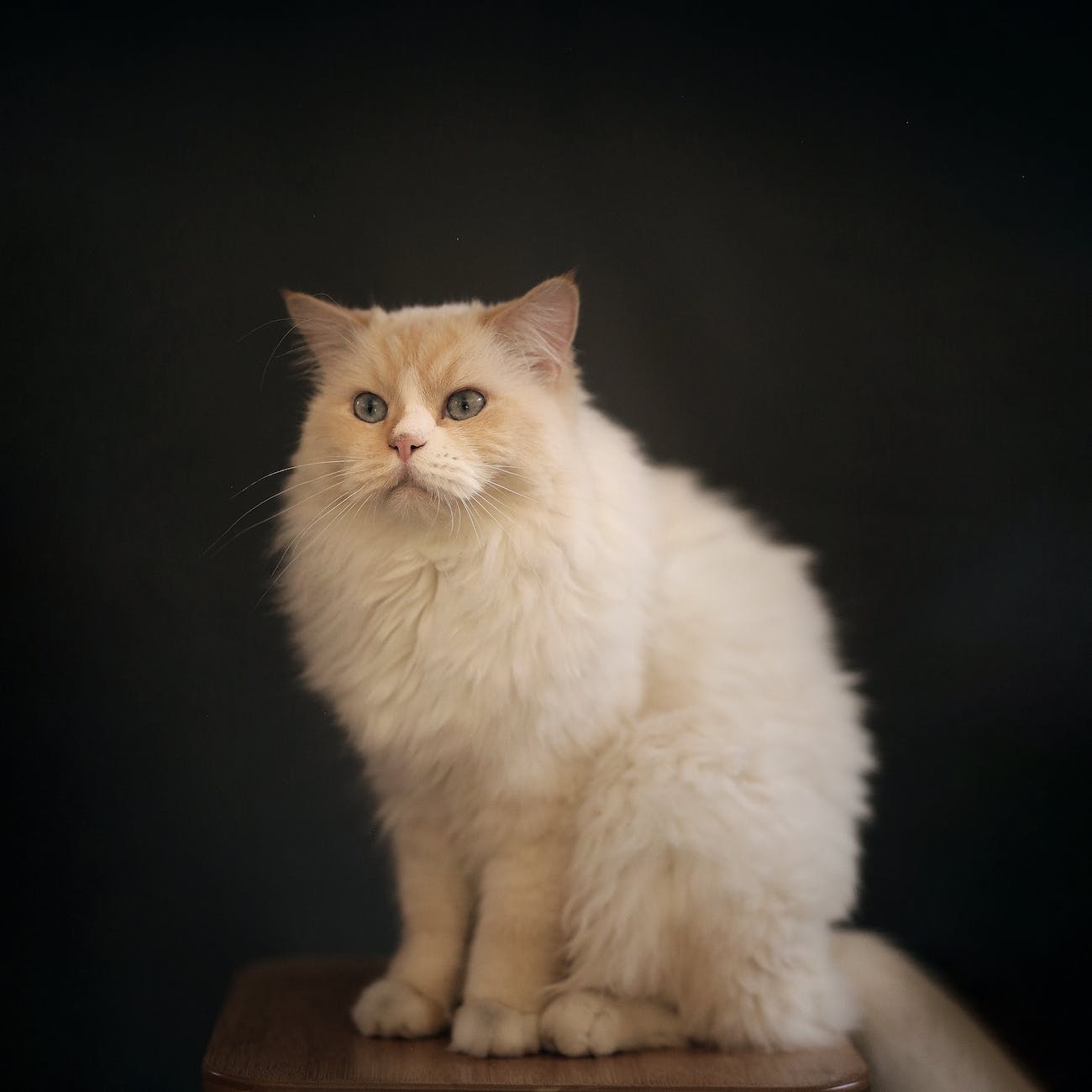 ragdoll cat on brown wooden chair