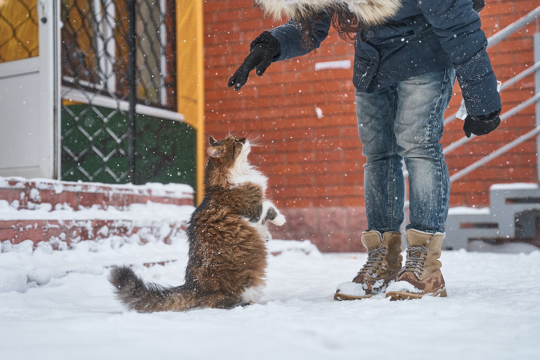 person standing in front of a cat