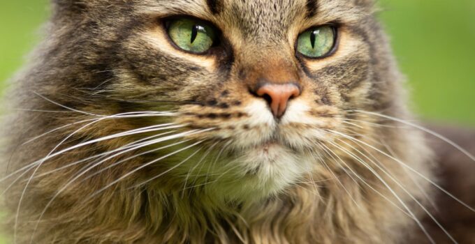 The Large Cat Breeds That Will Win Your Heart