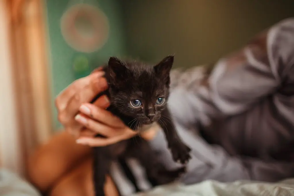 adorable black kitten held by a person
