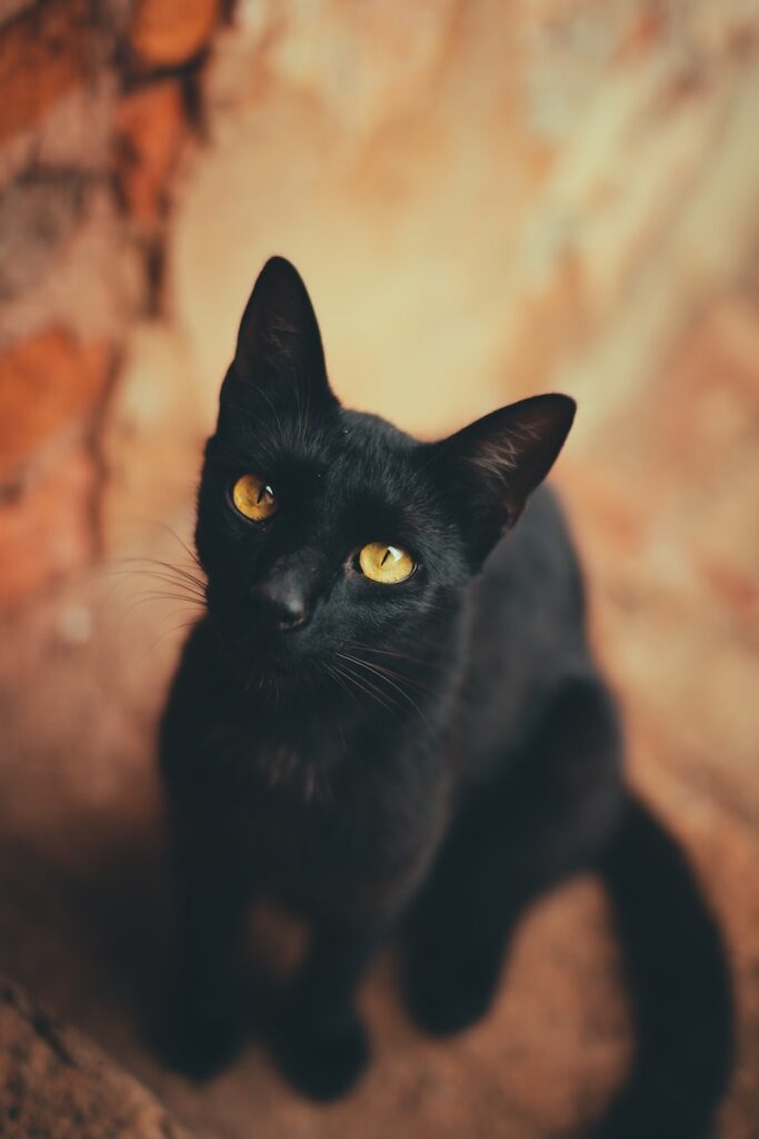 Young Black Cat