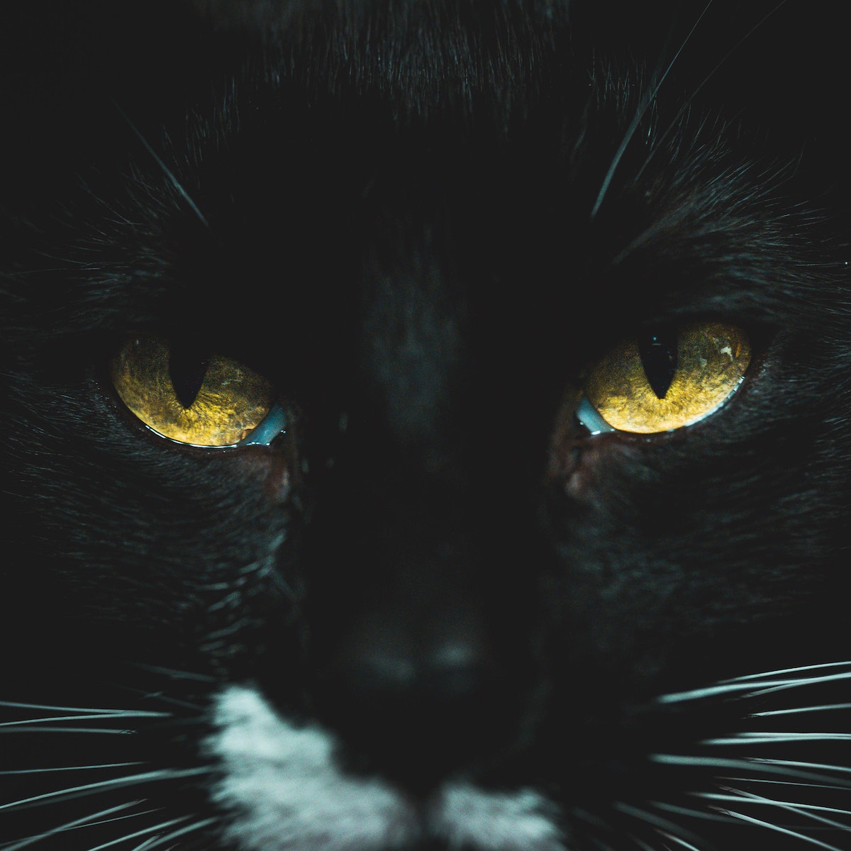 Captivating Gaze: A Guide to the Stunning Eye Colors of Black Cats - My ...