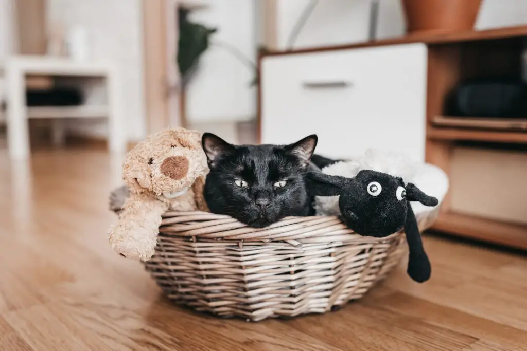 Cute cat lying in basket
