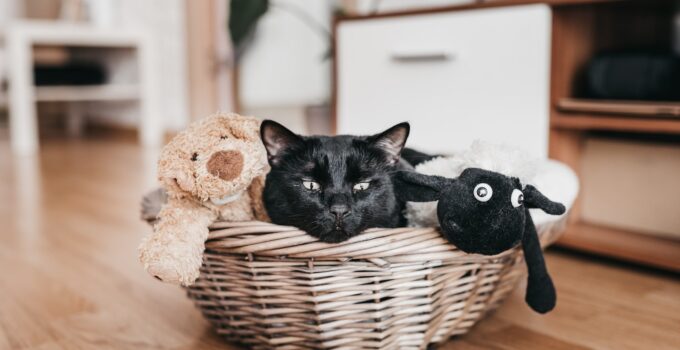 Black Cat Shedding Secrets: Debunking Myths and Managing Your Feline’s Fur