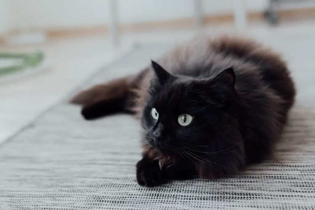 Photo of a Black Cat Lying on the Floor