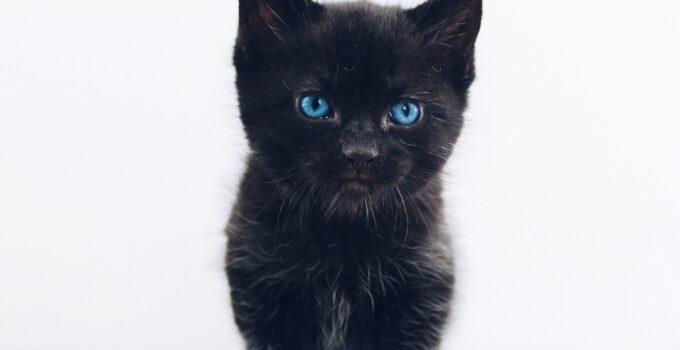 Under the Fur: Revealing the Hidden Skin Color of Black Cats