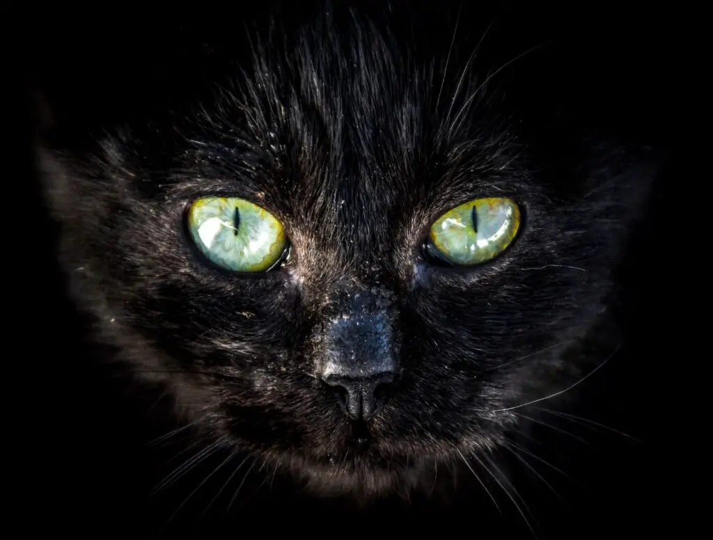 black cat