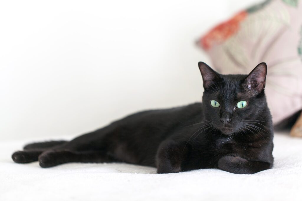 black cat lying on white textile