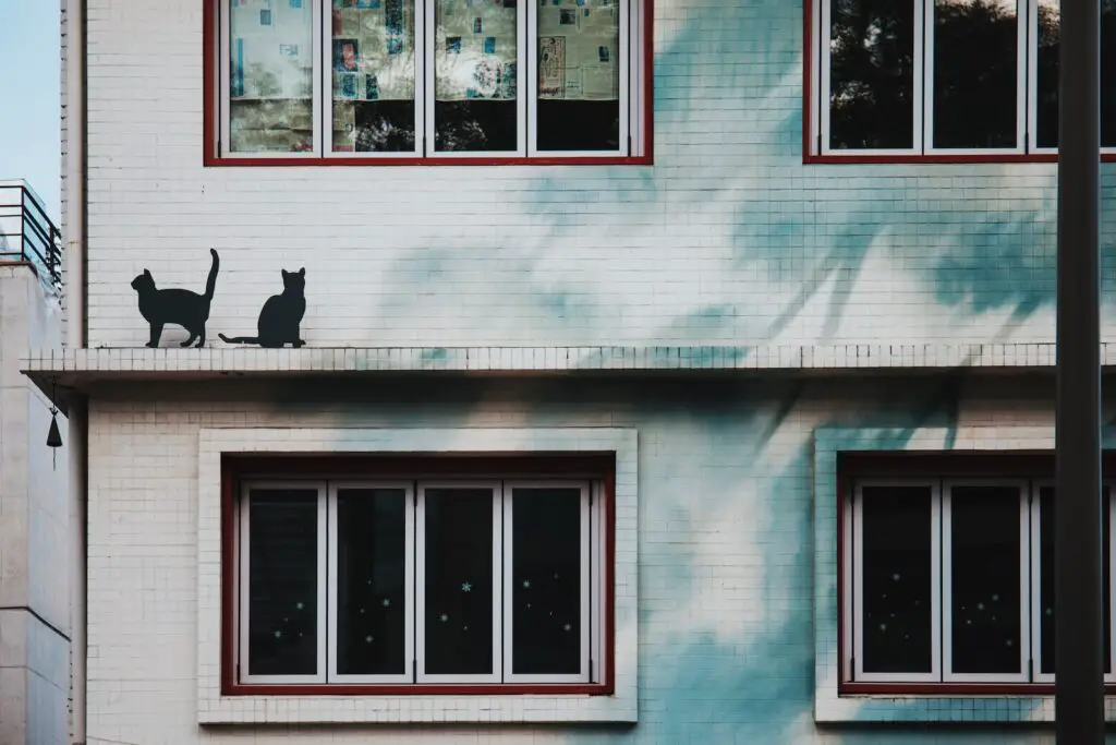 two black cats on white high-rise building