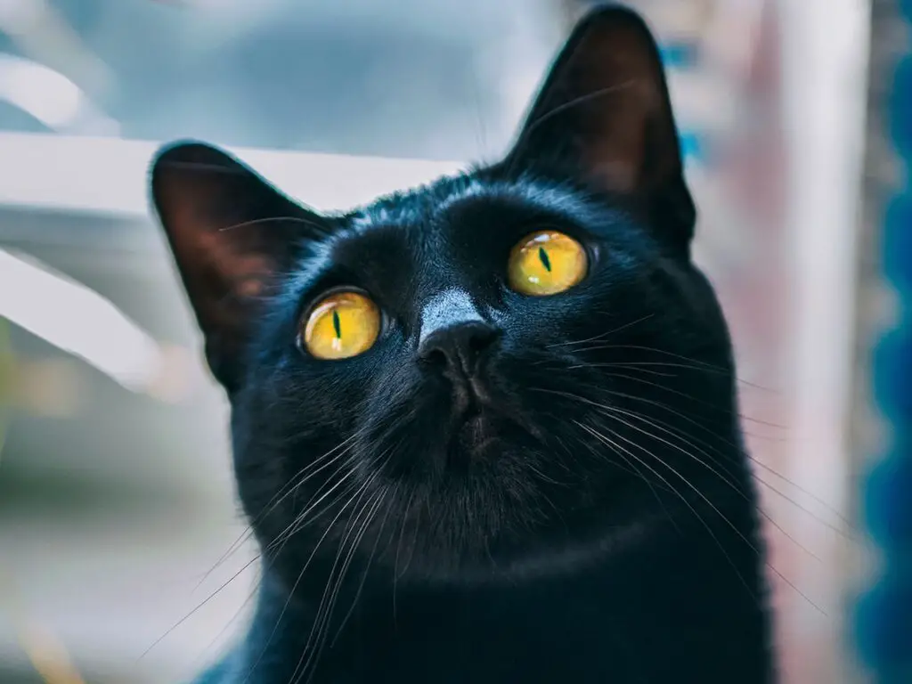 black cat looking at the camera