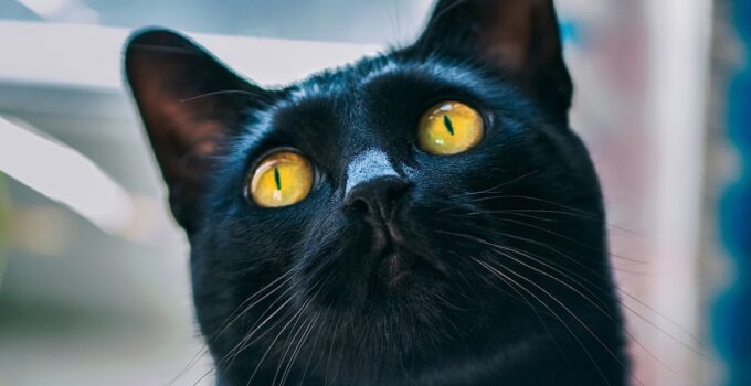 Battle of the Bugs: Identifying and Eradicating Fleas on Your Black Cat
