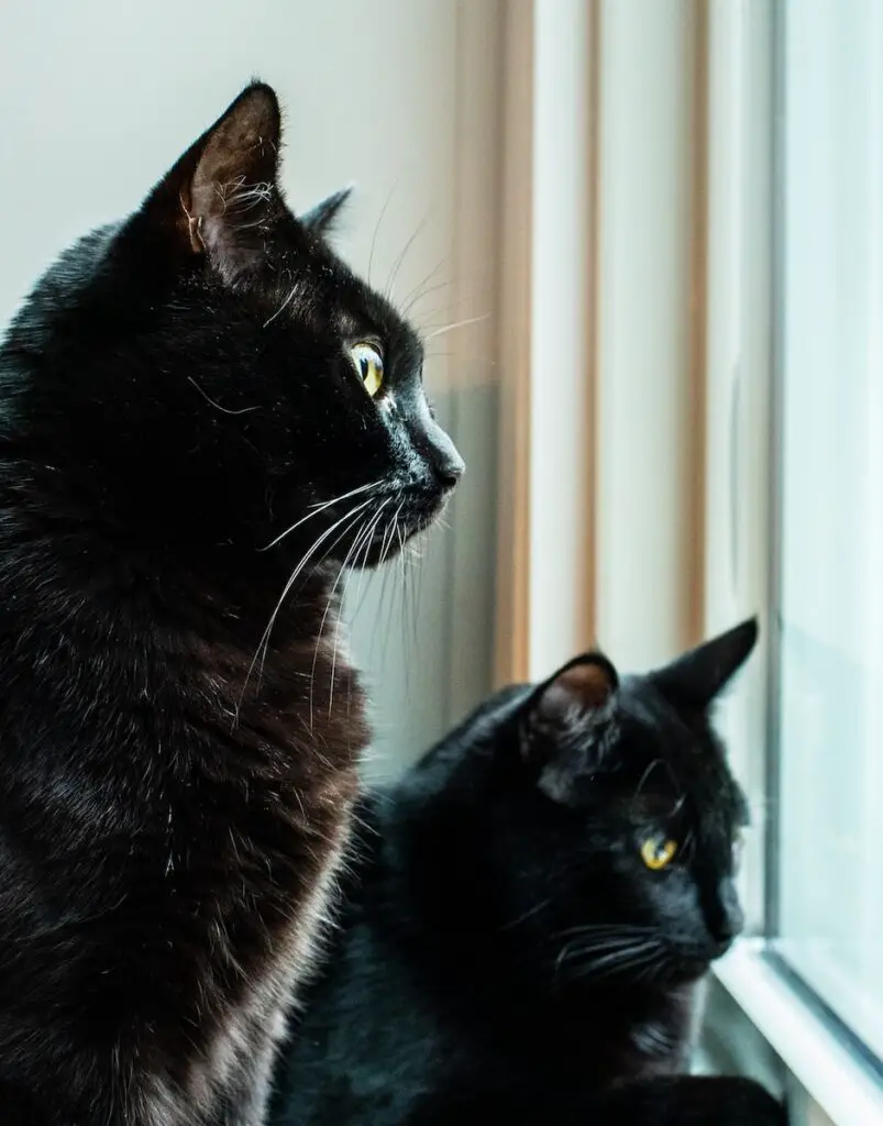 two black cats looking outside a glass window