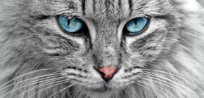 A Cat’s Sixth Sense: Exploring Feline Intuition And Their Mysterious Abilities