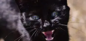 Find out why your cat Meows at Night