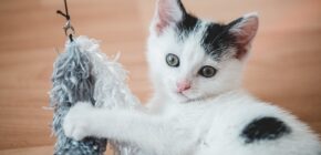 The Evolution Of Cat Toys: A Look Back At Feline Entertainment Through The Ages