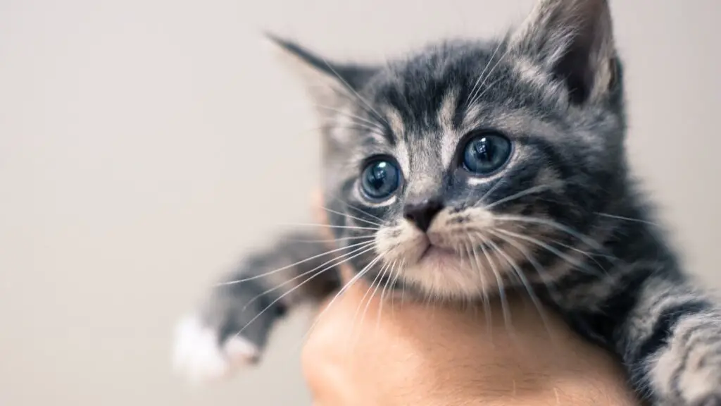 a person holding a small kitten up to their face